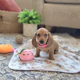AKC Meet Chloe :) - Red female Dachshund puppy in Centerville, Iowa from Barnyard Dachshunds, Dals & Doodles