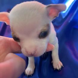 Rudolph - White male Chihuahua puppy in Framingham, Massachusetts from Boston Chi Chis