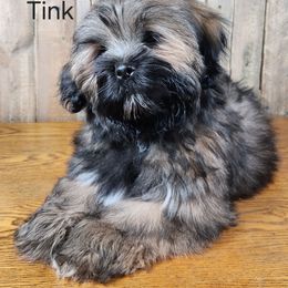 Tink - Brown female Lhasa Apso puppy in Jefferson, New York from Absolute Lhasa Love