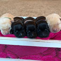 Girl 4 - Black female Labrador Retriever puppy in Beavercreek, Oregon from Sweetwater Spring Labradors