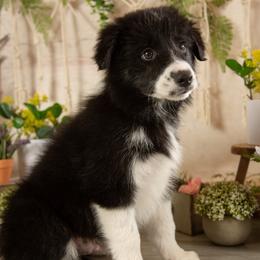 Rune - Black and white male Border Collie puppy in Conway, Missouri from 2J 2K Border Collies | Maremma Sheepdogs