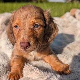 Churro PET ONLY - Dapple male Dachshund puppy in Unadilla, Georgia from Hamsley's Puppy Palace