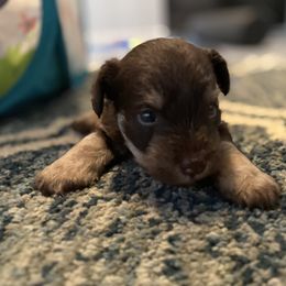 Miniature Schnauzer Puppies from Booms baby