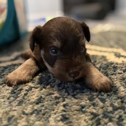 Miniature Schnauzer Puppies from Booms baby