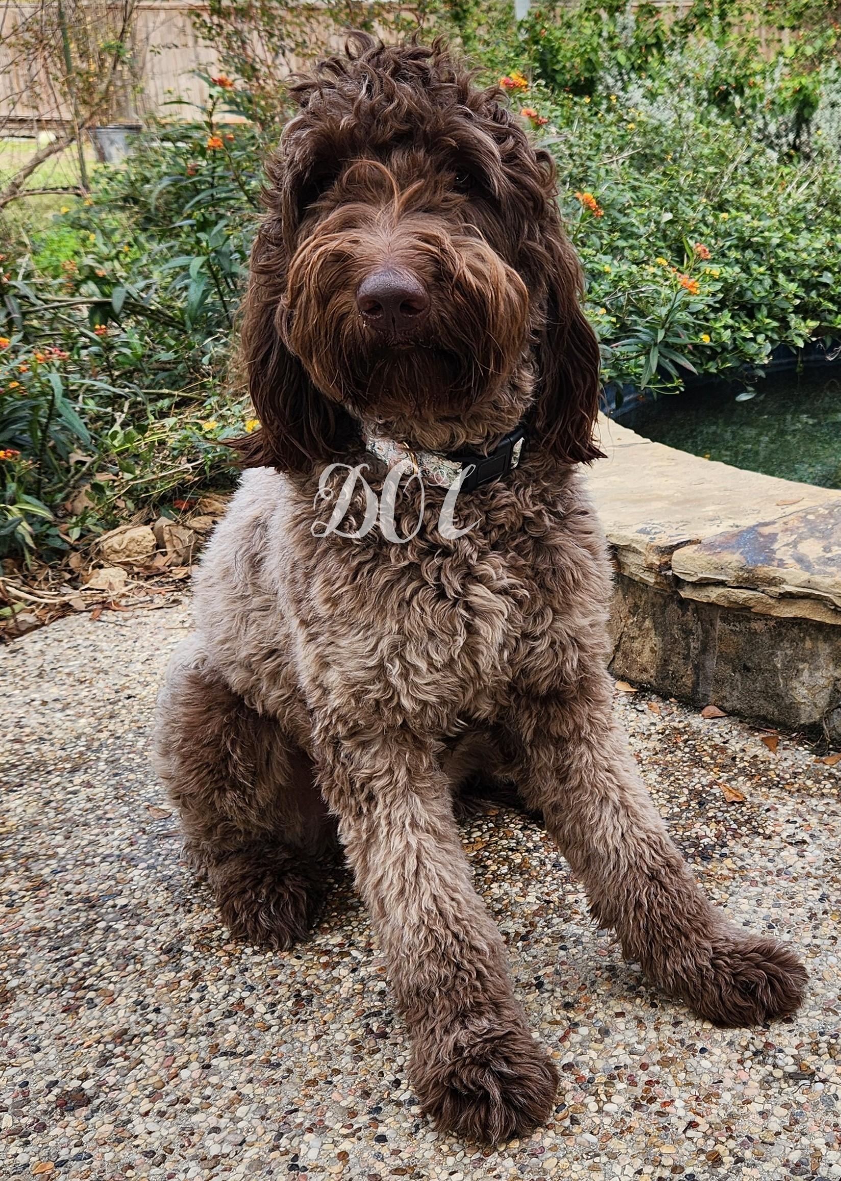Perdita