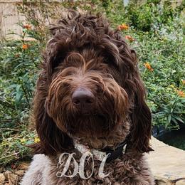Perdita - Goldendoodle