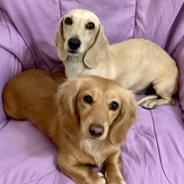 Dachshunds from Dachshund Love