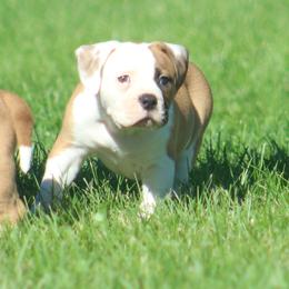 Female 2-Rogue - White and red female American Bulldog puppy in Xenia, Ohio from Bingham's Bulldogs LLC
