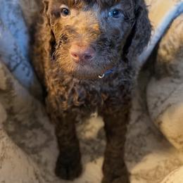Blue Collar Boy - Brown male Poodle puppy in Oklahoma City, Oklahoma from Velvet Standards