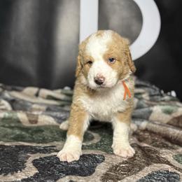 RUGER - Red male Bernedoodle puppy in Corpus Christi, Texas from The Henke Doodles