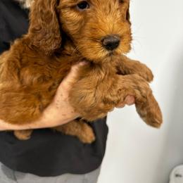 Rocky - Red  male Goldendoodle puppy in Conklin, Michigan from Lake Michigan Couture Cavapoos & Cockapoos