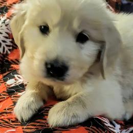 Tundra - Light golden male Golden Retriever puppy in Fithian, Illinois from LOMAH Retrievers