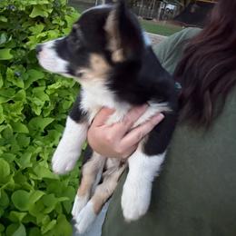 Romeo-Male 1 - Black and tan male Pembroke Welsh Corgi puppy in Cooper, Texas from S7 Corgis and Chaos