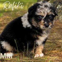 Rafiki - Blue merle male Miniature American Shepherd puppy in Leitchfield, Kentucky from Legendmaker MAS