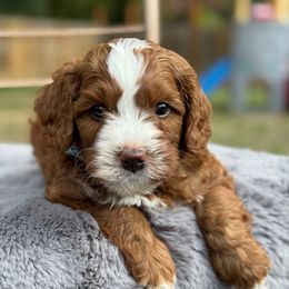 Tex - Brown and white male Bernedoodle puppy in Hillsboro, Oregon from Myt fine doodles