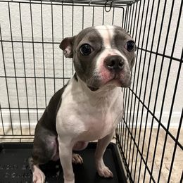 Bam - Boston Terrier