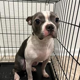 Bam - Boston Terrier