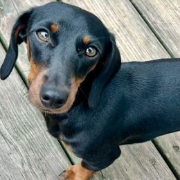 Candie - Dachshund