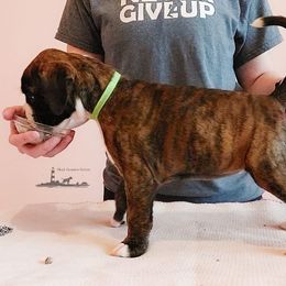 Boxer Puppies from Black Beauties Boxers
