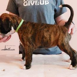 Boxer Puppies from Black Beauties Boxers