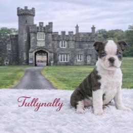 CKC Health Tested Tullynally - Blue female Boston Terrier puppy in Scottdale, Pennsylvania from Itty Bitty Boston & Chi Co, Veteran Owned