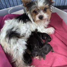 Adam - Black and tan male Yorkshire Terrier puppy in Lampasas, Texas from Lone Star Yorkies Texas
