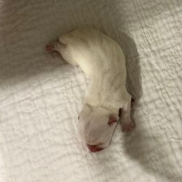 Second puppy born - White female West Highland White Terrier puppy in Loxley, Alabama from Dixieland Westies