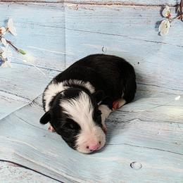 Francis - Black and white male Border Collie puppy in Avilla, Indiana from Borderline Kennels