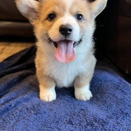 Boy 1 - Sable Pembroke Welsh Corgi puppy in Milliken, Colorado from Columbine Corgis