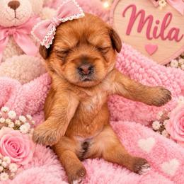 Mila - Brown female Shihpoo puppy in Cooper City, Florida from Jenny La Bone
