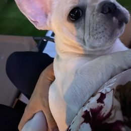 French Bulldog Puppies from Holly Womer