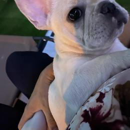 French Bulldog Puppies from Holly Womer