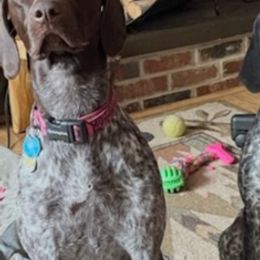 German Shorthaired Pointers from Jennie Henry's German Shorthaired Pointers