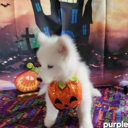 Purple - White and biscuit male Samoyed puppy in Winchester, Virginia from White Sea Samoyeds