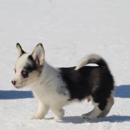 Puff - Black and tan male Pembroke Welsh Corgi puppy in Leonard, Texas from Southern Rose Corgis
