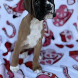 Dapple - Fawn female Boxer puppy in Altoona, Alabama from Smokin S Kennel