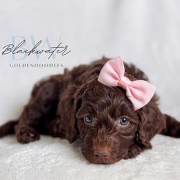 Hazel - Chocolate female Goldendoodle puppy in Amarillo, Texas from Blackwater Doodles