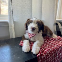 Macaroni - White and red male Bordoodle puppy in Valley Center, California from Circle R Valley Bordoodls