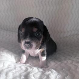 Pocket Besgle Male - Black white and tan male Beagle puppy in Gentry, Arkansas from HC Puppy Ranch