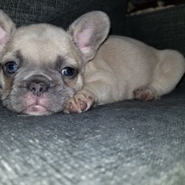 French Bulldog Puppies from Rock Island Frenchies of Texas