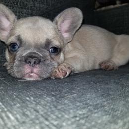 French Bulldog Puppies from Rock Island Frenchies of Texas