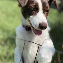 Socks - Red Australian Shepherd puppy in Rusk, Texas from H3 Aussies