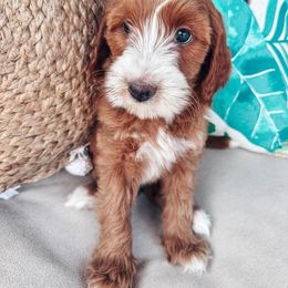 Goldendoodle Puppies from Halo Doodles