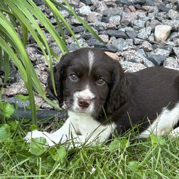Fritz - White and liver male English Springer Spaniel puppy in Monticello, Minnesota from Coteau Springers