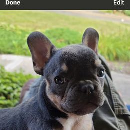 French Bulldog All Grown Up from TLC Frenchies
