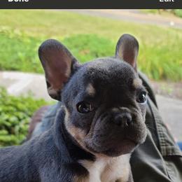 French Bulldog All Grown Up from TLC Frenchies