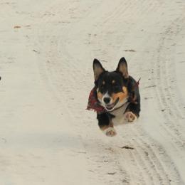 Pembroke Welsh Corgis from Corgis at Giblin Farms