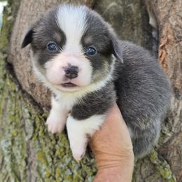 BLADE - Gray and white male American Corgi puppy in Walker, Iowa from Double K Corgis