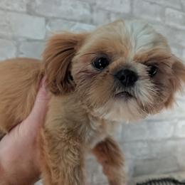 Kodak - Cream and white male Shih Tzu puppy in West Pawlet, Vermont from Morgan's Shih Tzus