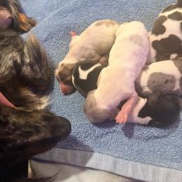 Dachshund Puppies from Doodle Bugs Doxies
